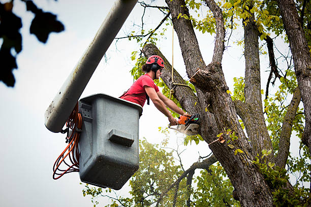 Best Hazardous Tree Removal  in North Eastham, MA