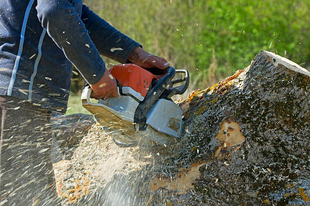 Best Storm Damage Tree Cleanup  in North Eastham, MA