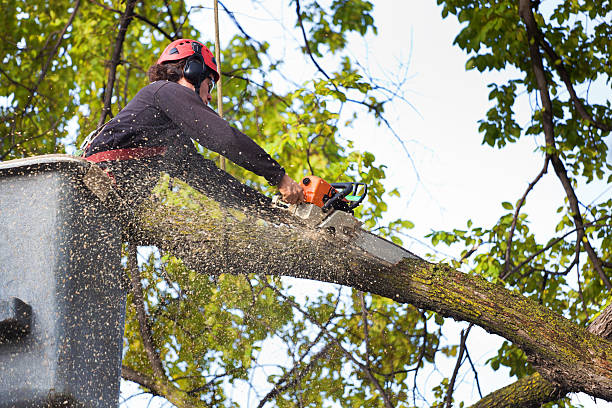 Tree and Shrub Care in North Eastham, MA